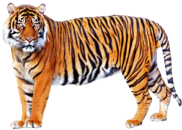 a tiger standing in front of a white background