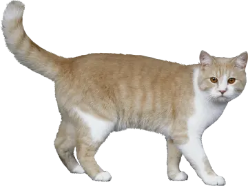an orange and white cat