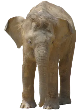 an elephant standing in front of a white background