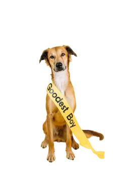 a dog with a yellow ribbon around its neck