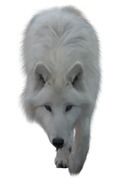 an image of a white dog with long hair
