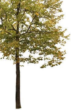 a tree with yellow leaves on it