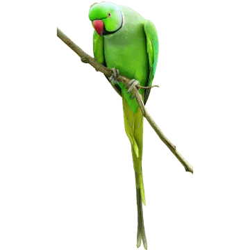 a green parrot perched on a branch of a tree
