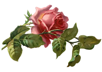a pink rose on a white background