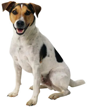 a black and white dog sitting on the ground