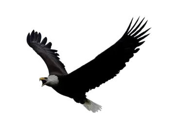an eagle flying in the sky with its wings spread