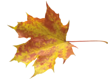 a yellow and red maple leaf