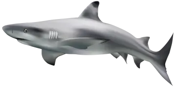 great white shark clipart