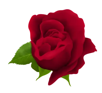 a red rose with green leaves
