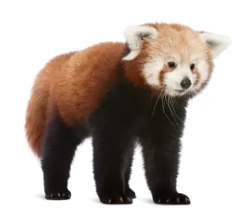 a red panda standing on its hinds