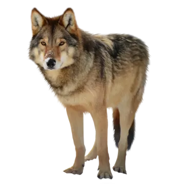 a wolf standing on a white background