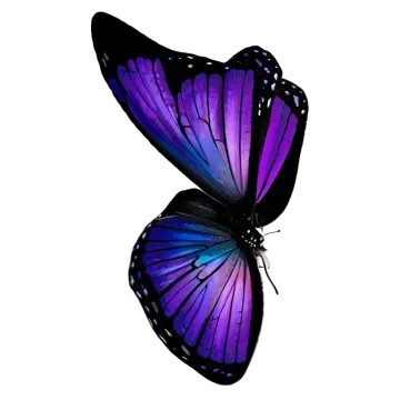 a purple butterfly on a white background