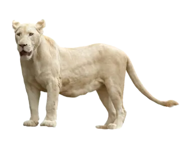 a white lion is standing in front of the camera
