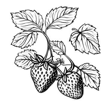 a black and white drawing of two strawberries