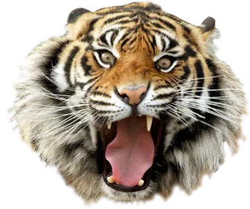a tiger's head with its mouth open