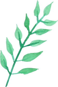 a green leaf on a white background