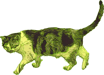 a black and white cat walking across the ground
