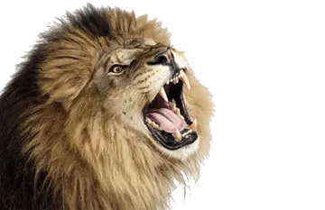a lion roaring with its mouth open