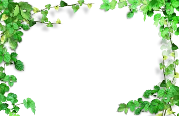 a frame of green ivy leaves on a white background