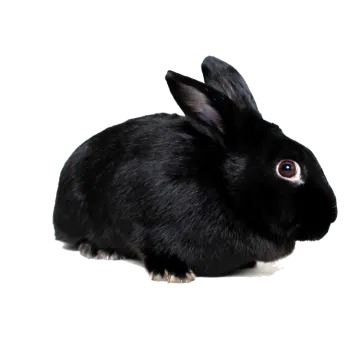 a black rabbit on a white background