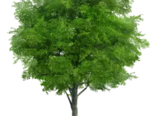 a green tree on a white background