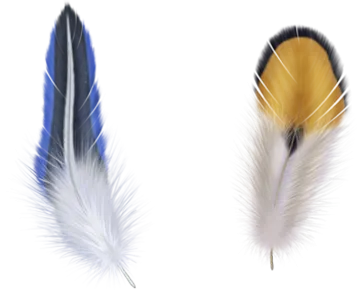 three different colored feathers on a white background