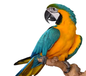a blue and yellow parrot perched on a branch
