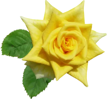 a yellow rose with green leaves on it