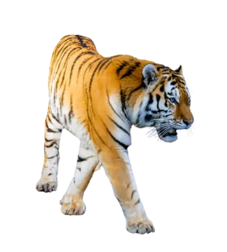 a tiger walking across a white surface