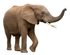 an elephant is standing with its trunk in its mouth