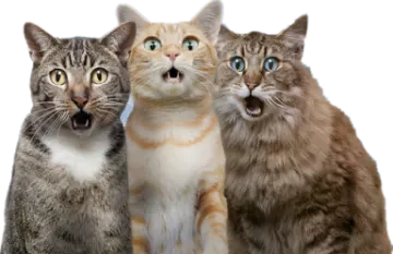 three cats are looking up at the camera