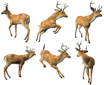 a set of four deers in different poses