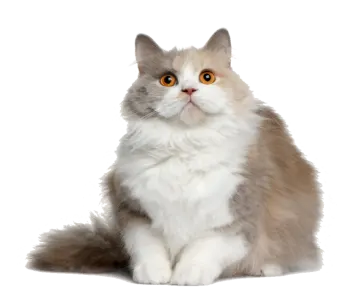 a white and brown cat sitting on the ground