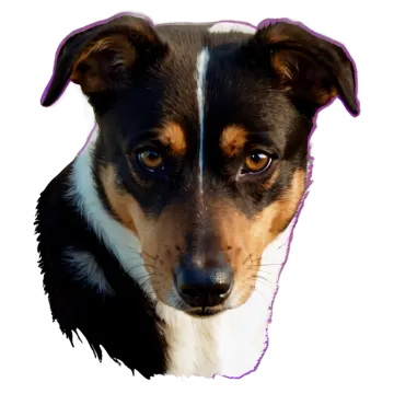 a close up of a dog's face