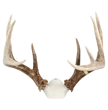 a whitetail with ant ants on it's head