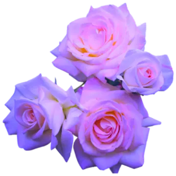 three pink roses on white background