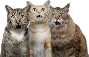 three cats are looking up at the camera