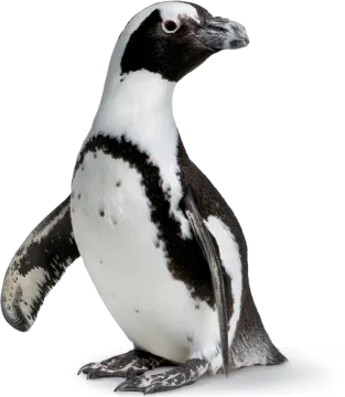 a black and white penguin sitting on the ground