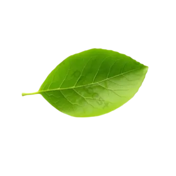 a green leaf on a white background