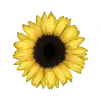a yellow sunflower on a white background