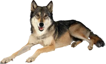a black and brown dog laying down on the ground