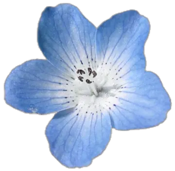 blue flower on white background