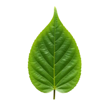 a green leaf on a white background