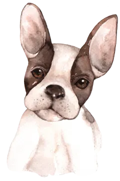 a watercolor drawing of a boston terrier dog