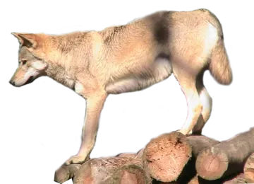 a wolf standing on top of a pile of rocks