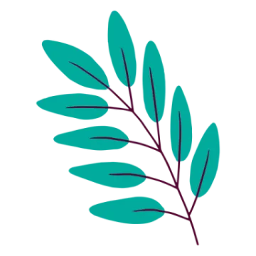 a green leaf on a white background