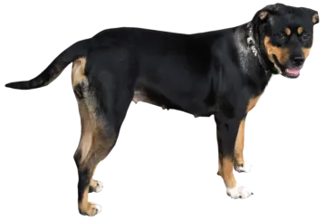 a black and brown dog standing on a white background