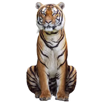 a tiger sitting down on the ground