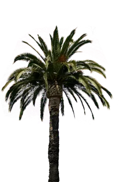 a palm tree on a white background