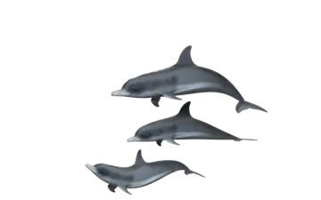 three dolphins swimming in the ocean